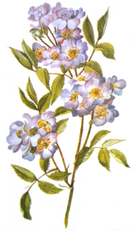 semiults